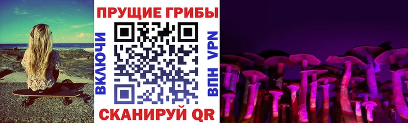 что такое   Новоалтайск  Псилоцибиновые грибы Psilocybe 